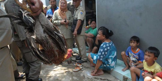 Pemkot Tangerang bakar unggas positif flu burung tanpa ganti rugi