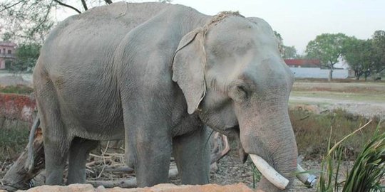 Sahabat Raju, si gajah malang yang menangis bakal segera dibebaskan