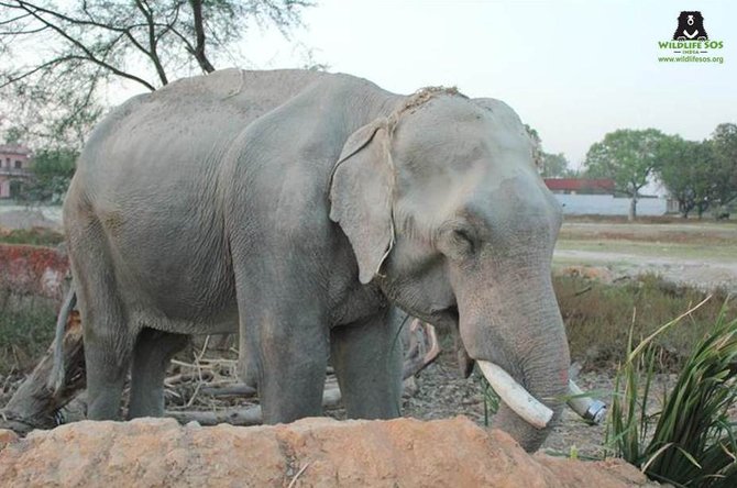 mohan gajah sahabat raju