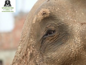 mohan gajah sahabat raju
