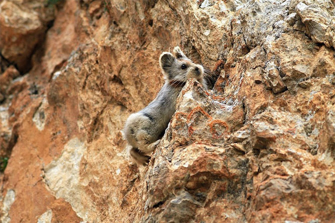 ili pika