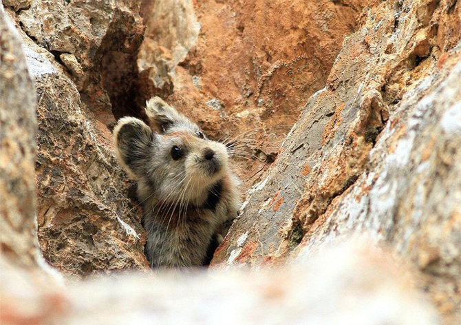 ili pika