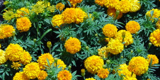 8 Manfaat sehat di balik indahnya bunga Marigold