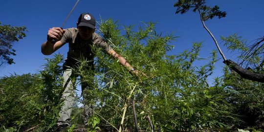 2 Hektar ladang ganja siap panen ditemukan di pegunungan Aceh Besar