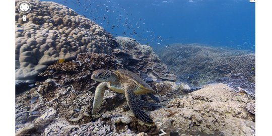 Melirik peluang usaha dari indahnya dasar laut Indonesia