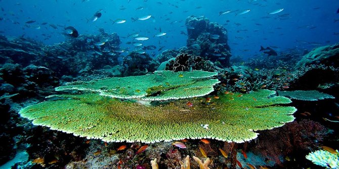 86 Gambar Alam Bawah Laut 86 Gambar Alam Bawah Laut