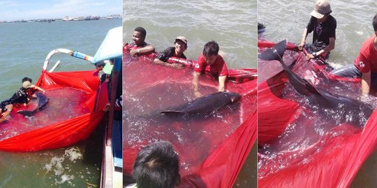 Nelayan geger, dua paus kerdil terdampar di Teluk Benoa