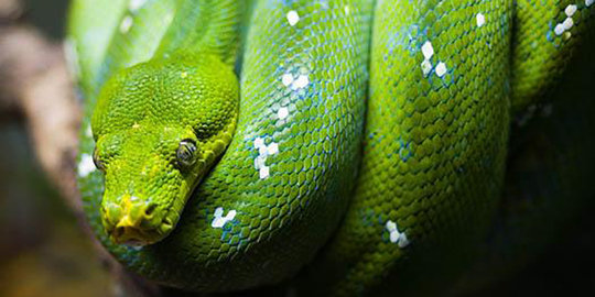 7 Mitos yang salah kaprah tentang ular