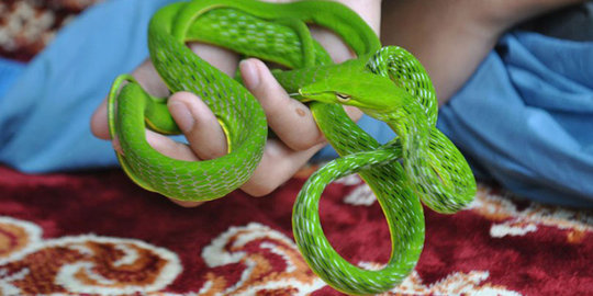 ular hijau berbahaya rev2