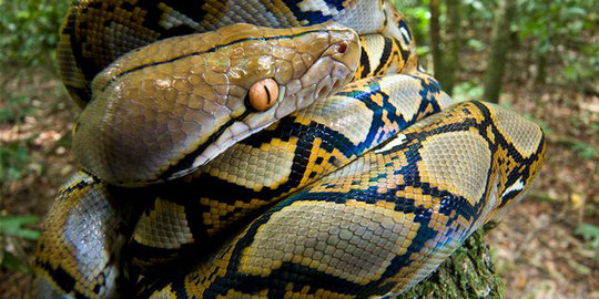 tidak berlendir rev2