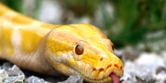 memiliki telepati rev2