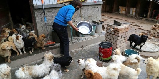 Demi rawat anjing liar, guru sepuh ini rela rogoh Rp 12 juta/bulan