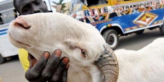 nekat nikahi kambing rev4