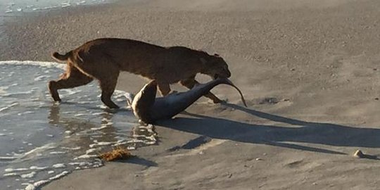 Kucing liar Amerika bikin heboh, berhasil 'mancing' hiu di laut
