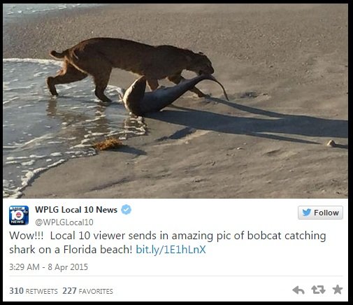 bobcat mangsa hiu langsung dari laut