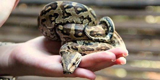 8 Fakta menarik tentang ular Python