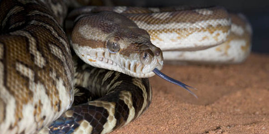 python tidak beracun rev1