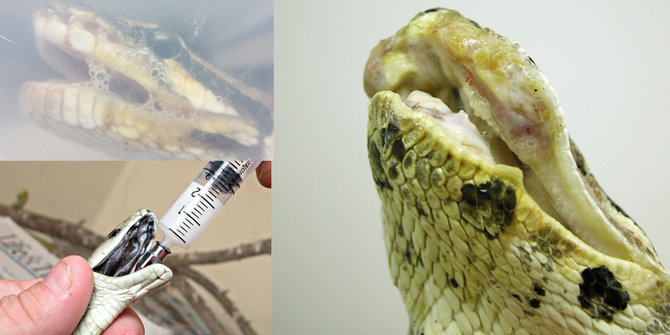 8 Fakta menarik tentang ular Python Halaman 2 | merdeka.com