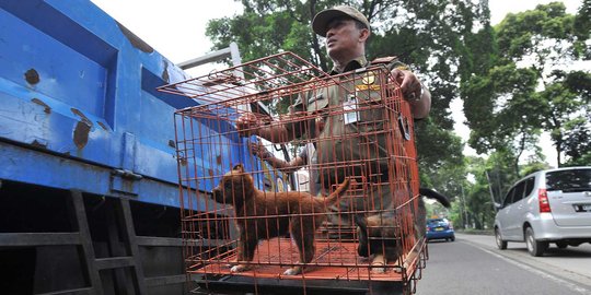 Petugas razia pedagang anjing dan kucing di Latuharhary