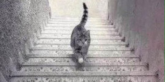 Debat terpanas di dunia, kucing ini naik atau turun tangga?