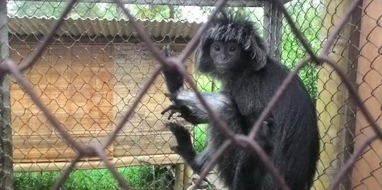 6 Ekor Lutung Jawa disita dari masyarakat