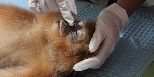 Melihat Lutung Jawa di Javan Langur Center cek kesehatan