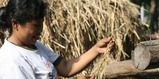 Ratusan hektare padi gagal panen diserbu wereng dan tikus