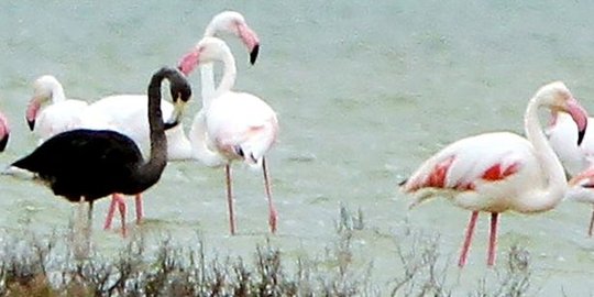 Flamingo hitam muncul di Cyprus, satu-satunya di dunia!