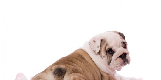 untuk anjing rev2
