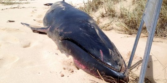 Dikira punah, paus ini ditemukan terdampar di pantai Australia