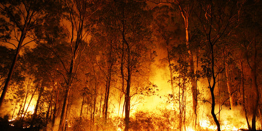 Tiga hektare perkebunan milik warga Bengkalis terbakar