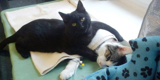 Manisnya, kucing hitam ini rawat hewan-hewan sakit layaknya suster