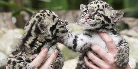 Imutnya bayi macan tutul di kebun binatang Belgia