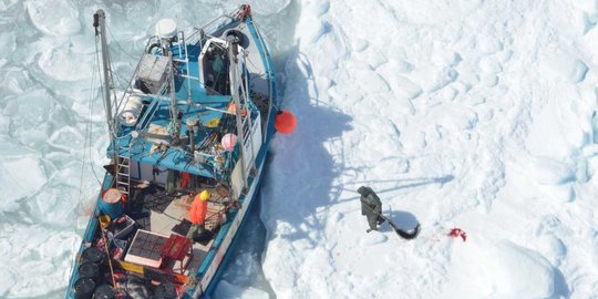 Aksi sadis perburuan anjing laut di bongkahan es Newfoundland