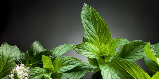 setelah dihirup, 5 aroma ini langsung bikin suasana hati membaik