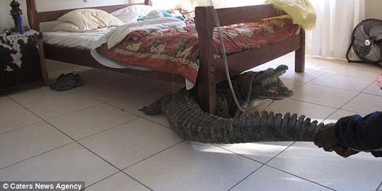 6 hal mengerikan yang ditemukan di bawah ranjang