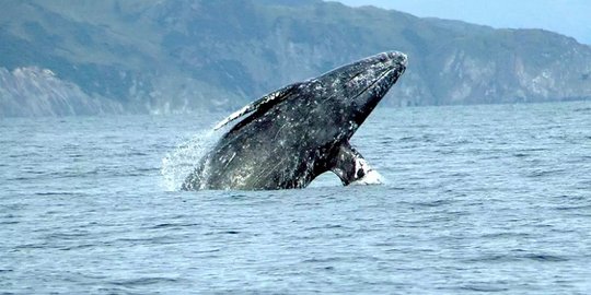 Rekor baru, paus ini berenang sejauh 22 ribu kilometer tanpa makan!