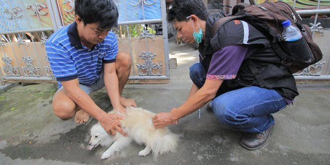 Cegah rabies, ratusan anjing liar disuntik vaksin 