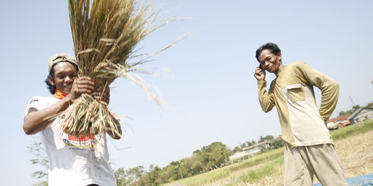 Jaga ketahanan pangan, pemerintah siap beli beras berkualitas rendah