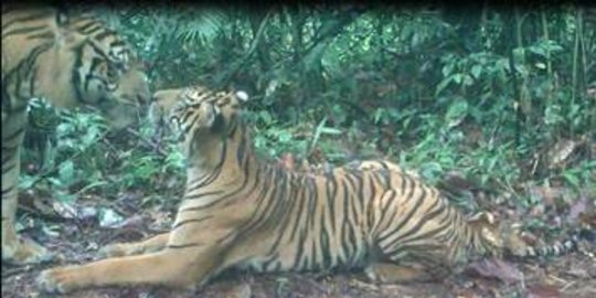Harimau Sumatera tertangkap kamera bercumbu di Bukit Barisan Selatan