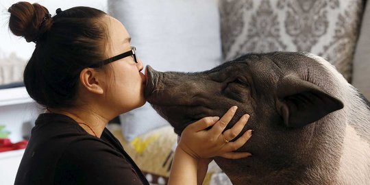 Selfie bareng, cewek China dan babi ini mendadak terkenal