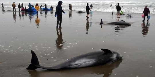 Ratusan paus bunuh diri di pantai Jepang, pertanda tsunami?