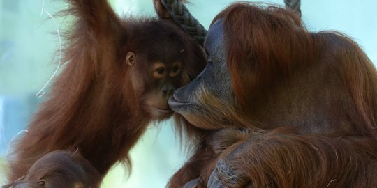Ahok akan berikan sepasang Orangutan ke Pyongyang