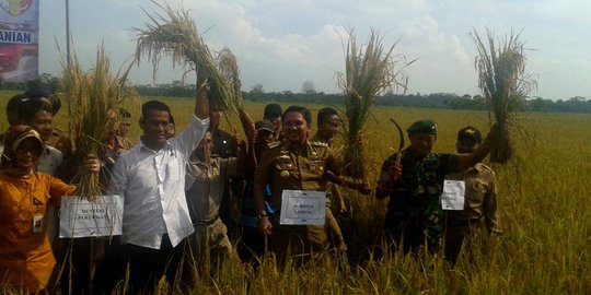 Keakraban Menteri Andi Amran panen padi bersama petani Tulang Bawang
