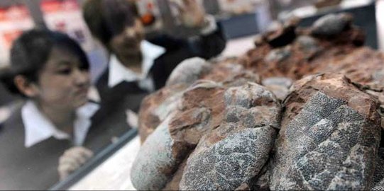 Gali gedung, pekerja China temukan 17 ribu telur dinosaurus