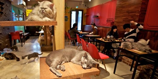 cat emporium inggris rev2