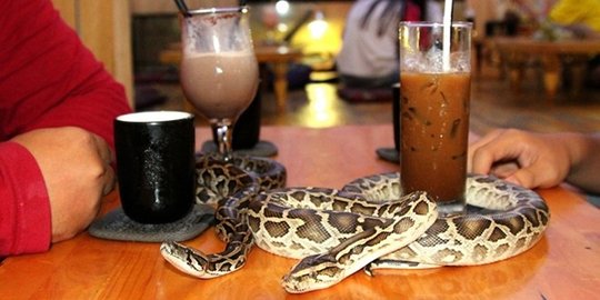 Di kafe ini, pelanggan disuguhi segelas minuman plus seekor reptil
