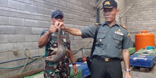 Gudang penyimpanan trenggiling di Medan Deli digerebek