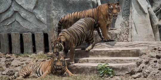 Menengok kehidupan ratusan harimau di kuil Wat Pha Luang