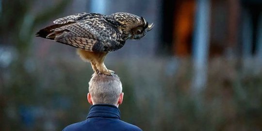 Nakal, burung hantu ini suka hinggap di kepala orang